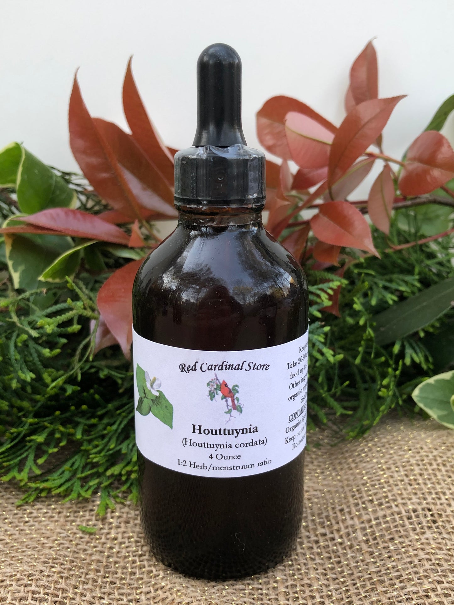 Kalanchoe Pinnata Tincture Herb Extract Double Extraction