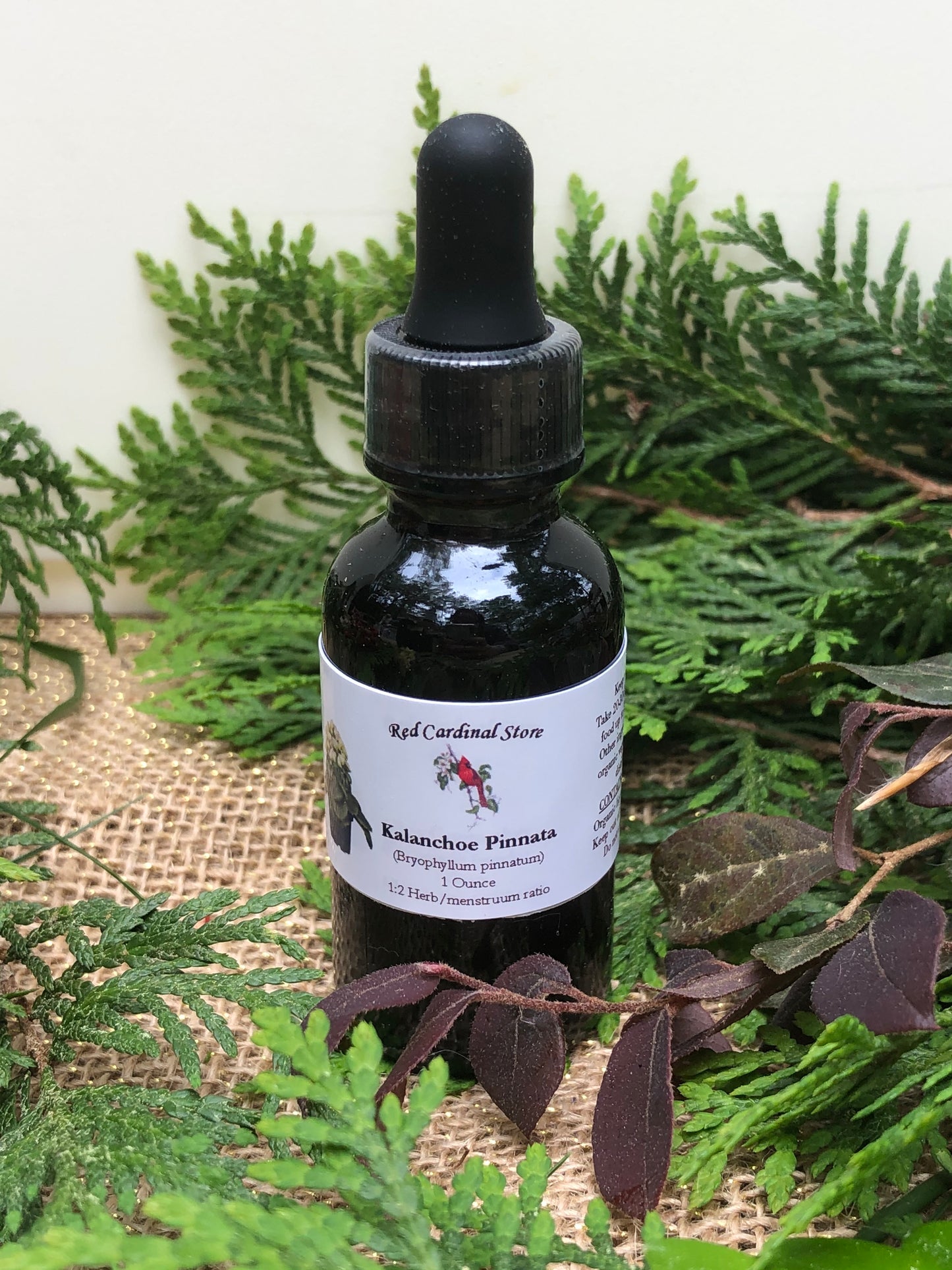 Kalanchoe Pinnata Tincture Herb Extract Double Extraction