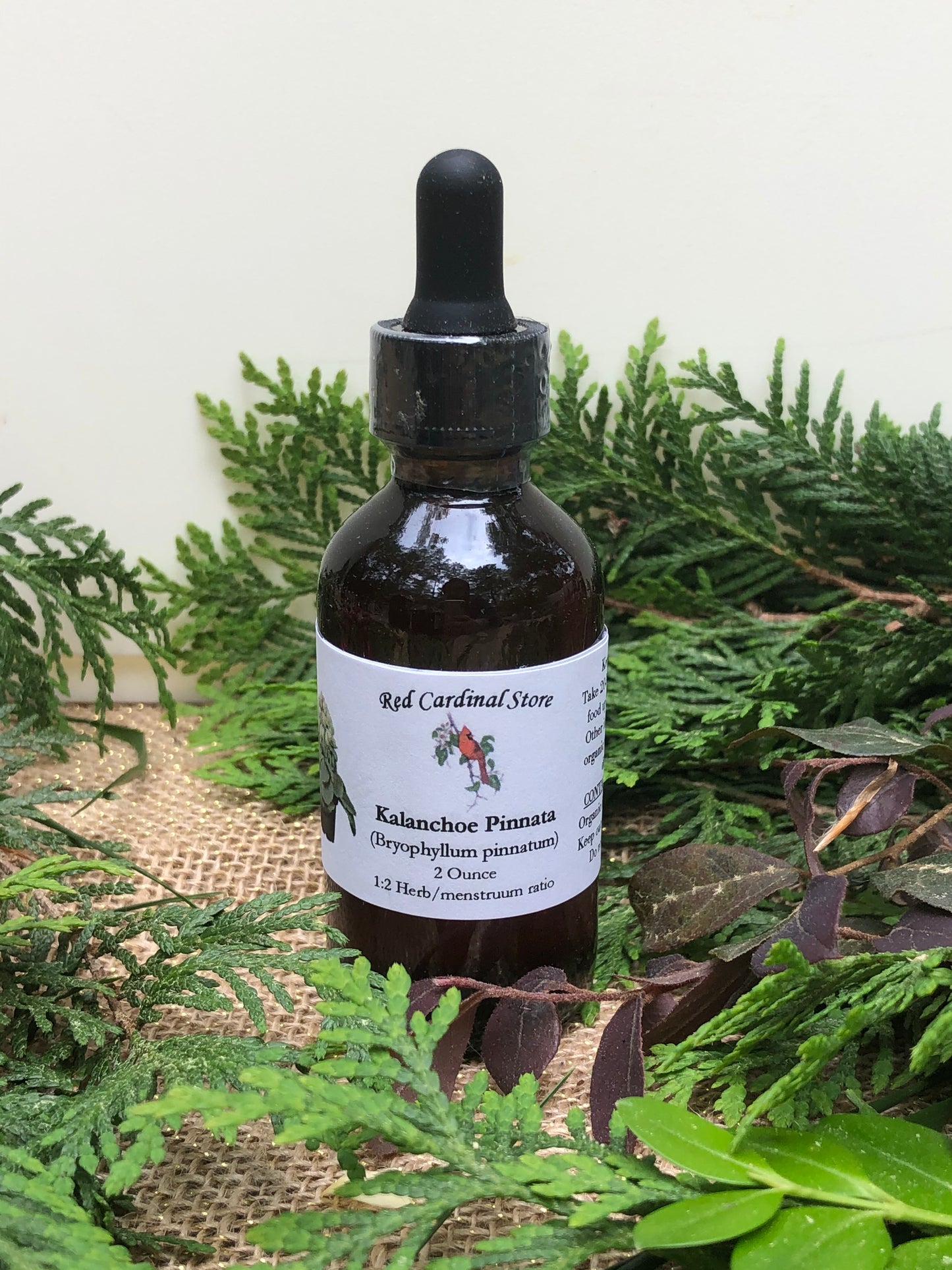 Kalanchoe Pinnata Tincture Herb Extract Double Extraction