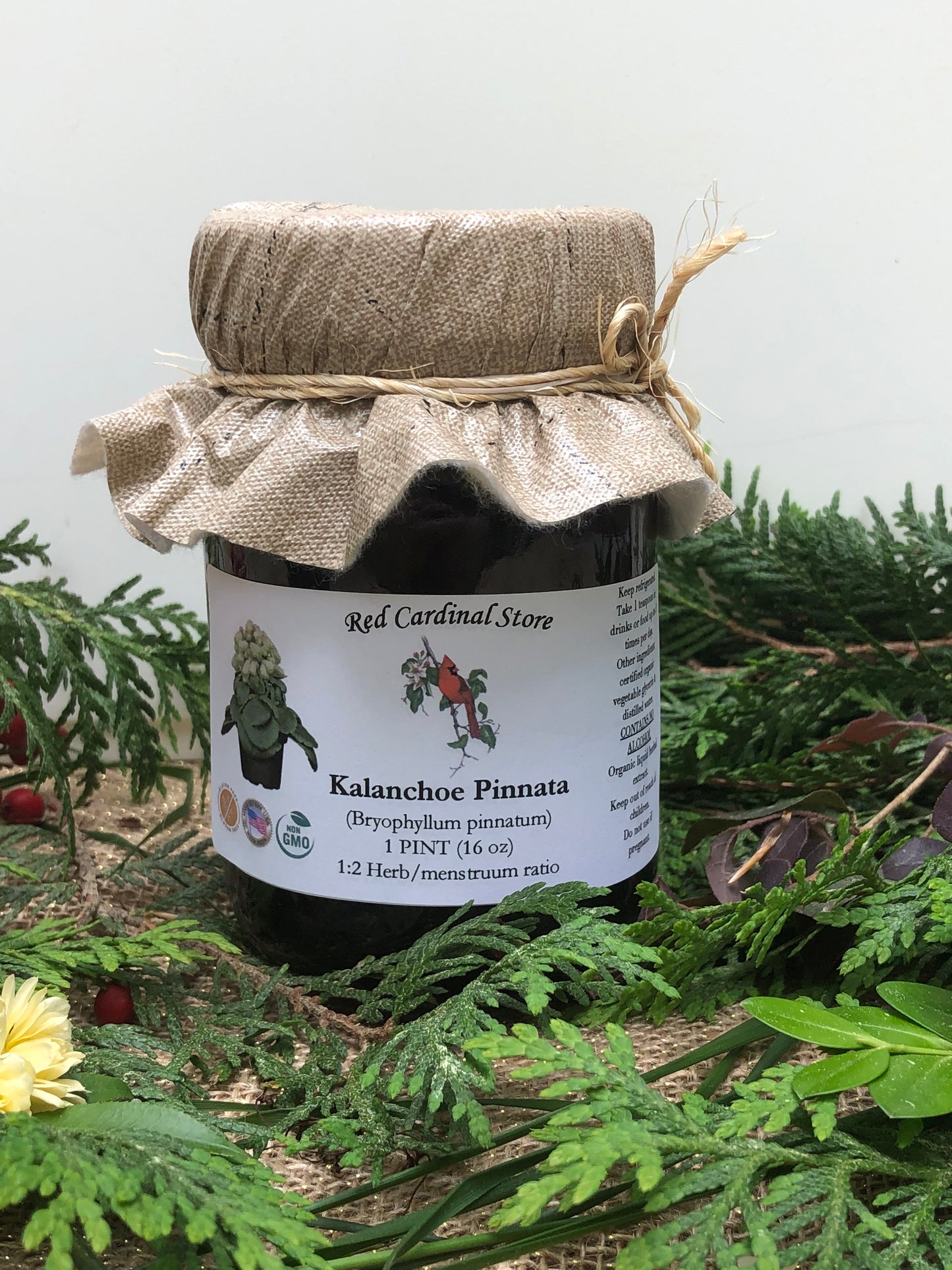 Kalanchoe Pinnata Tincture Herb Extract Double Extraction