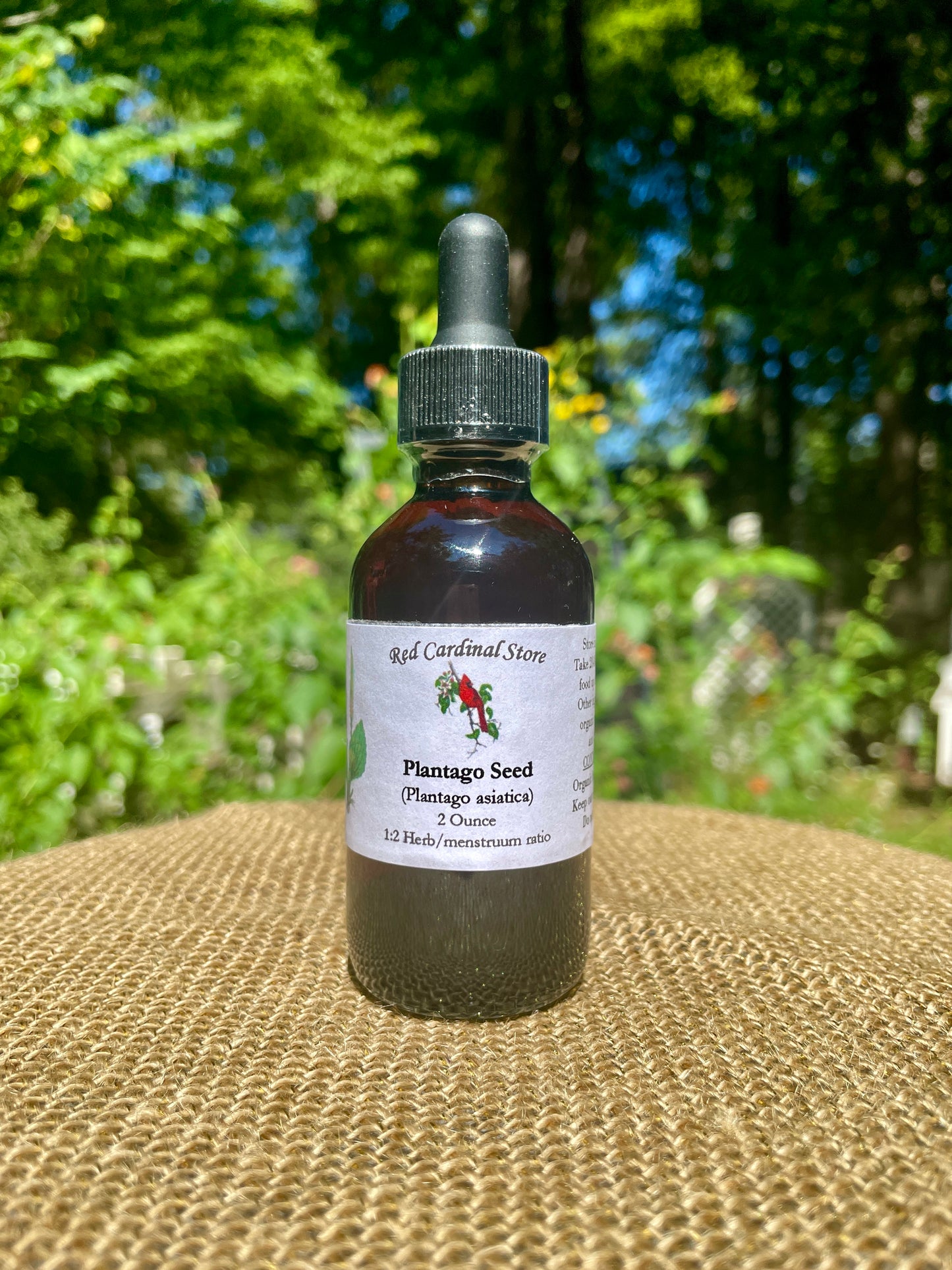 Plantago Asiatica Seed (Asian Plantain, Che Qian Zi) Tincture Herb Extract Double Extraction