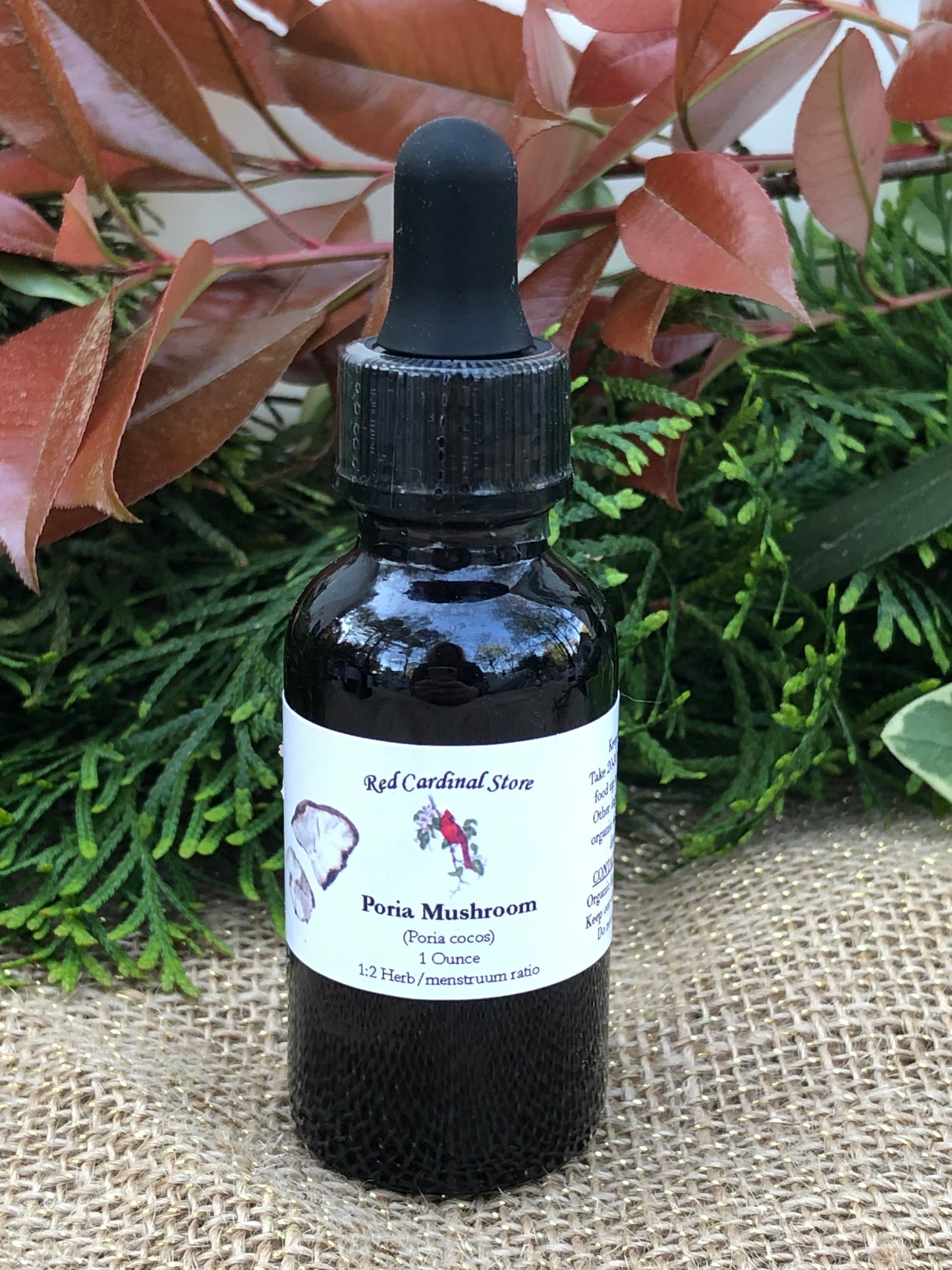 Poria Mushroom (China Root, Fu Ling, Poria Cocos) Tincture Herb Extract Double Extraction