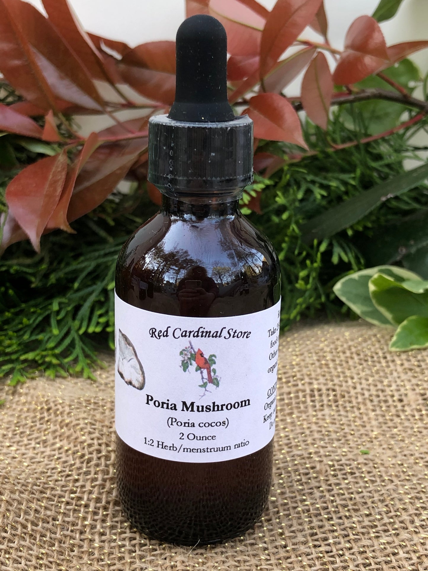 Poria Mushroom (China Root, Fu Ling, Poria Cocos) Tincture Herb Extract Double Extraction