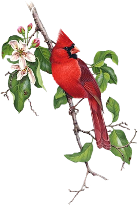 Red Cardinal Store logo