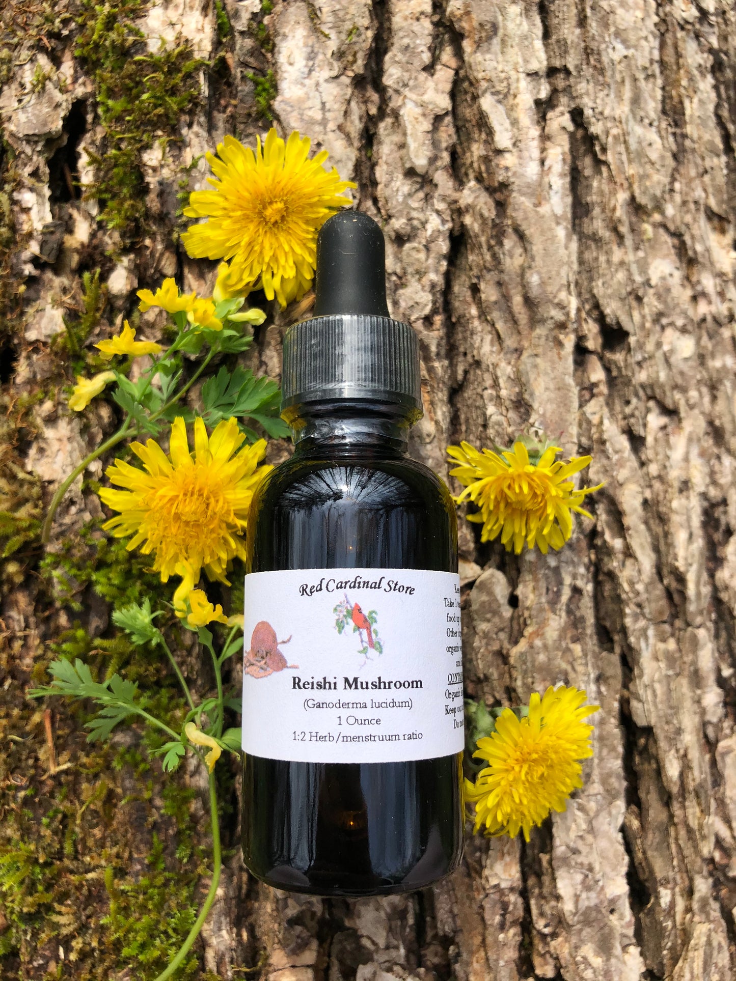 Reishi Mushroom Tincture Herb Extract Double Extraction