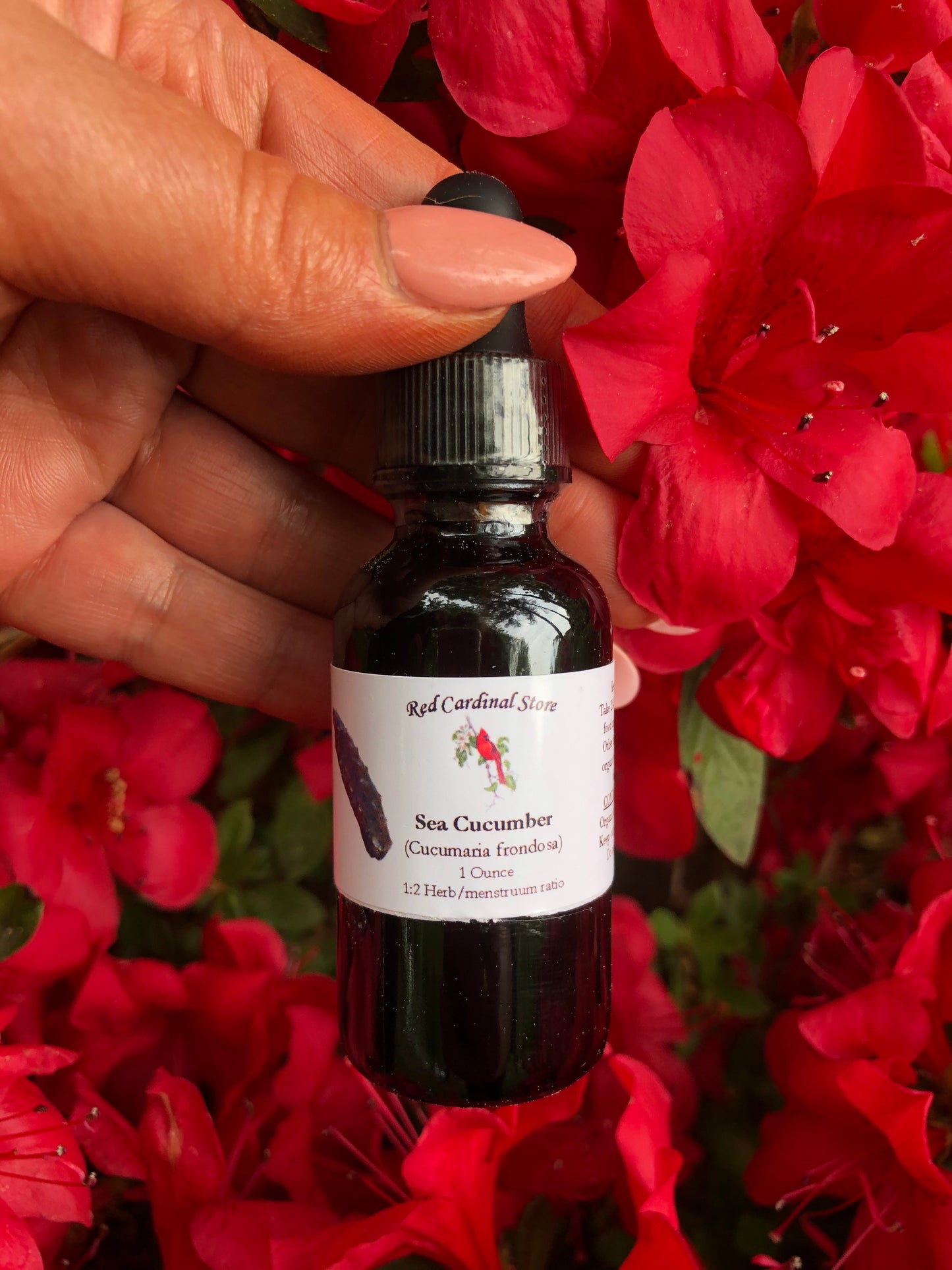 Sea Cucumber (Frondosa) Tincture Herb Extract Double Extraction