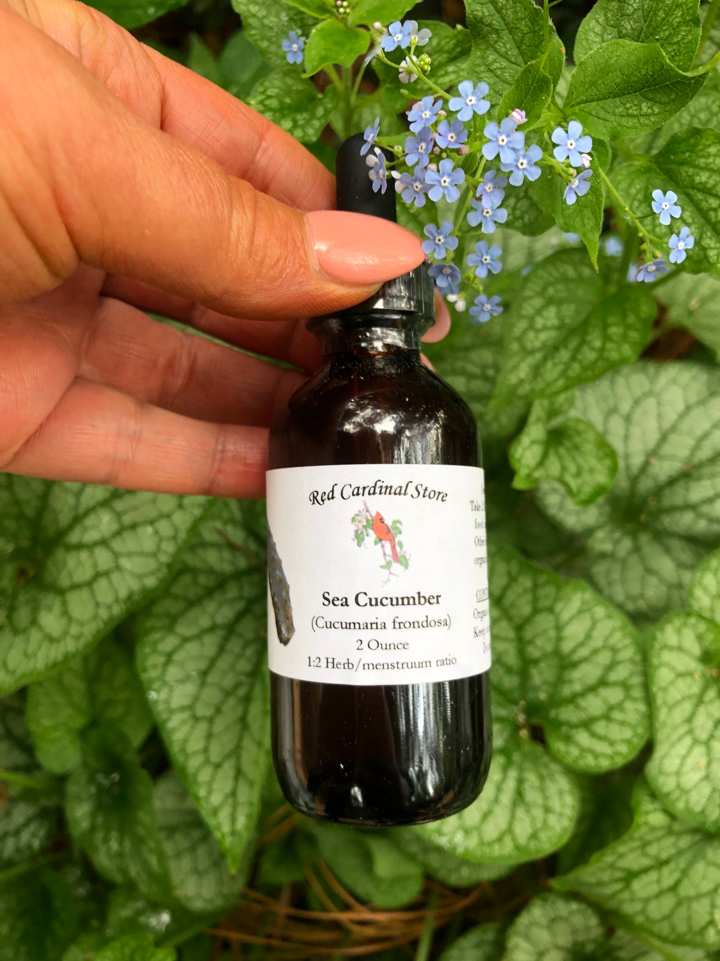 Sea Cucumber (Frondosa) Tincture Herb Extract Double Extraction