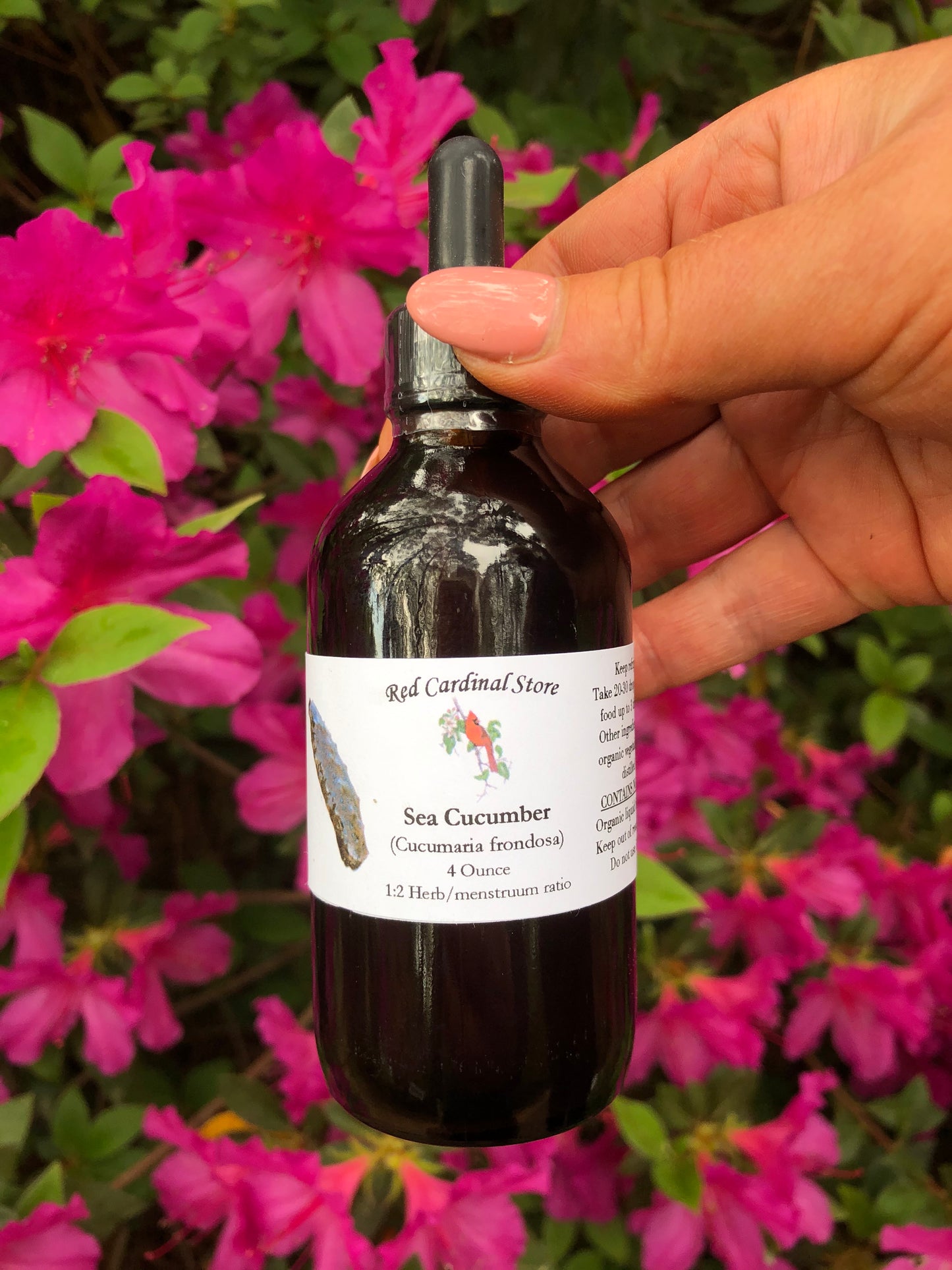 Sea Cucumber (Frondosa) Tincture Herb Extract Double Extraction