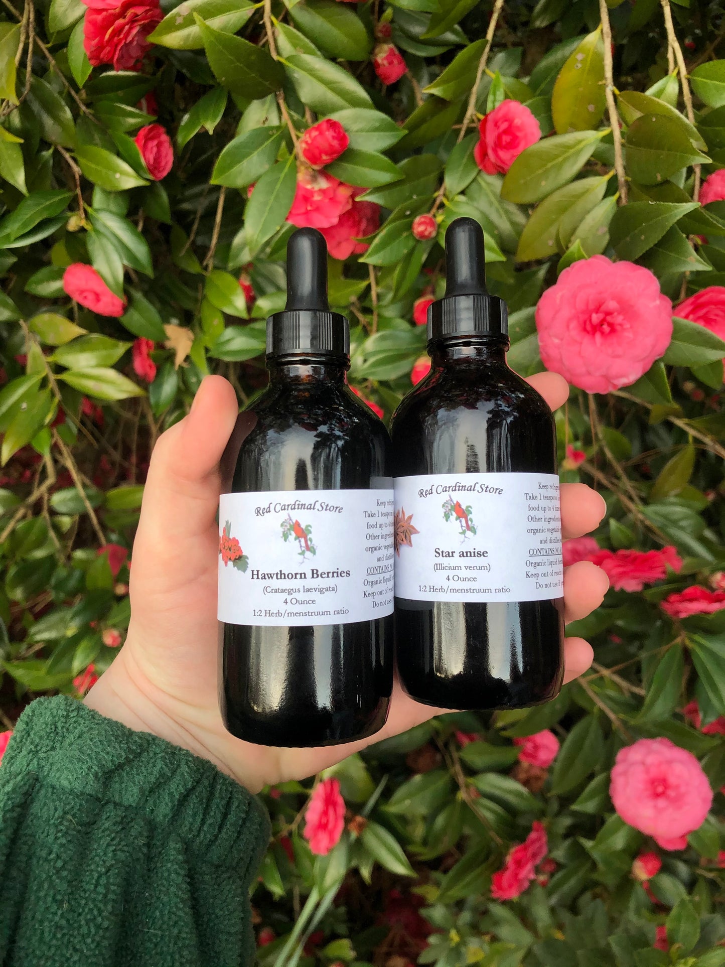蒲公英叶酊药草提取物双重提取