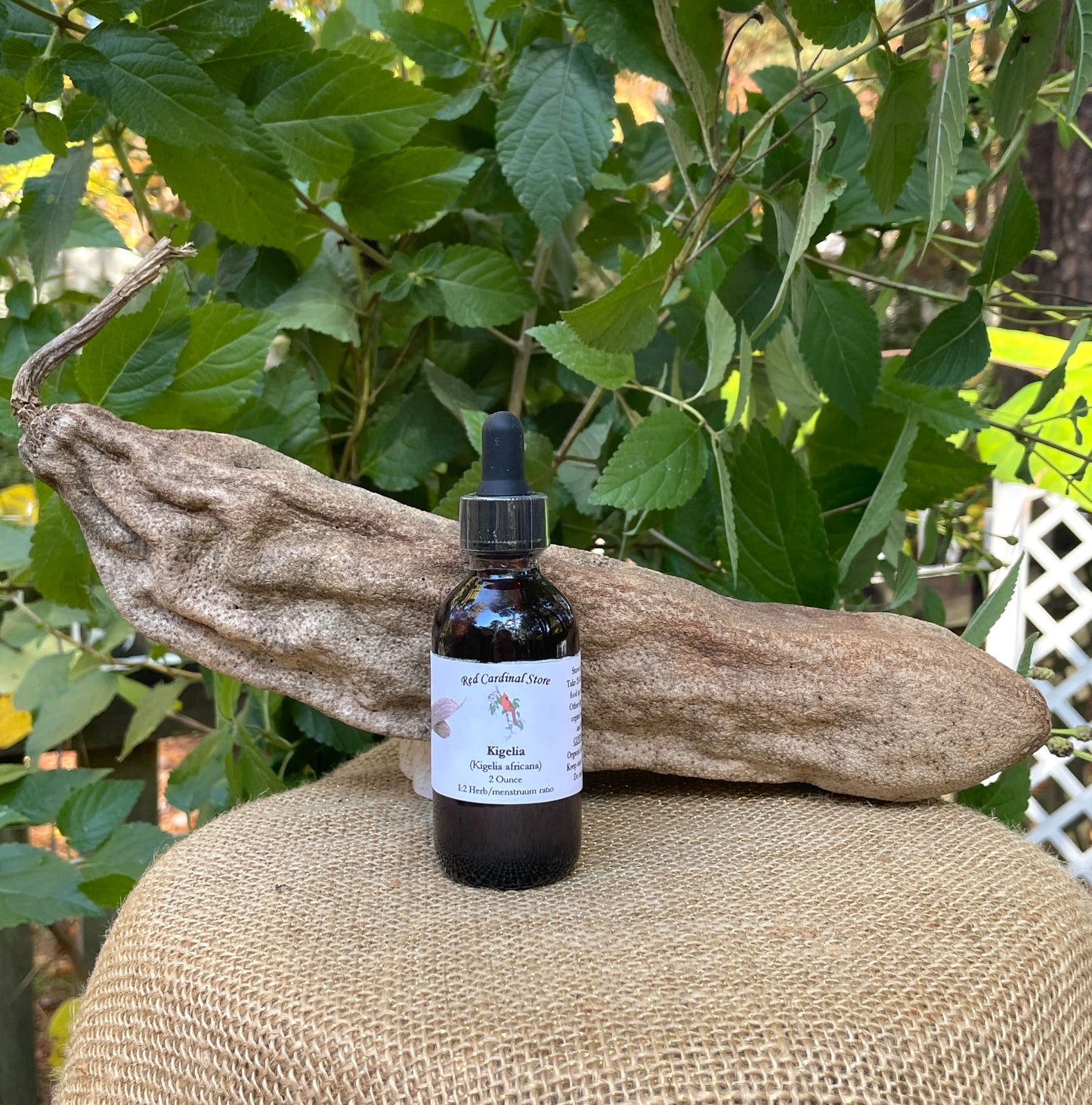 Kigelia(香肠树)酊药草提取物双重提取