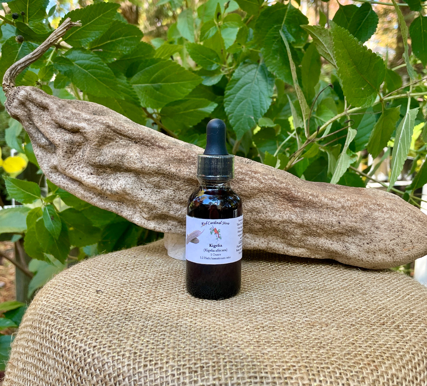 Kigelia(香肠树)酊药草提取物双重提取