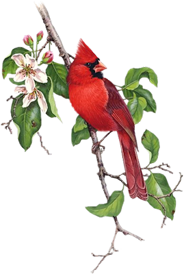 Red Cardinal Store
